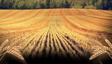 Autor: DVQ Diseño: Andradi Pinzón